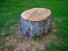 Best Tree Cabling and Bracing  in Jericho, NY