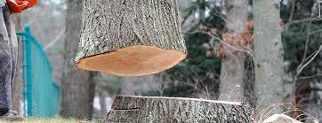 Professional Tree Removal in Jericho, NY