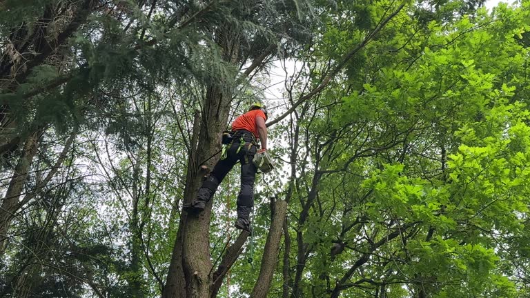 Best Utility Line Clearance  in Jericho, NY
