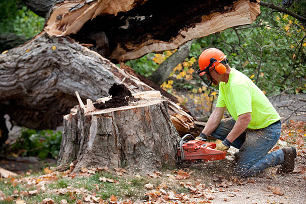 Best Tree Risk Assessment  in Jericho, NY