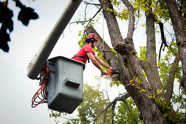Best Tree Health Inspection  in Jericho, NY