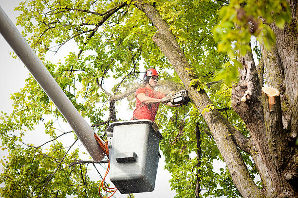 Best Fruit Tree Pruning  in Jericho, NY