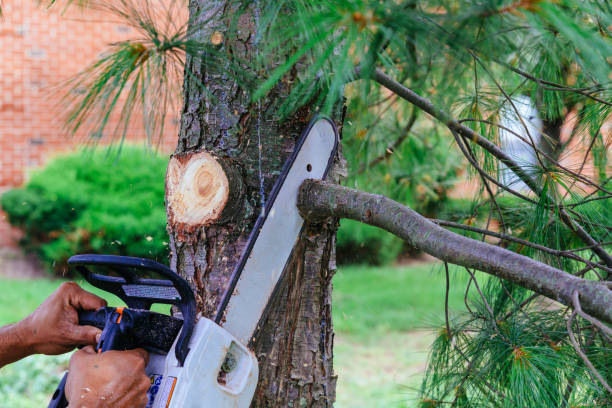 Best Pest Control for Lawns  in Jericho, NY
