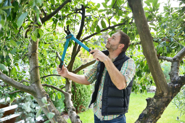 Best Root Management and Removal  in Jericho, NY